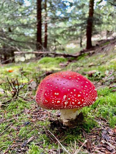 a red mushroom on the ground in a forest at Apartmány Naxarův dvůr in Horažďovice