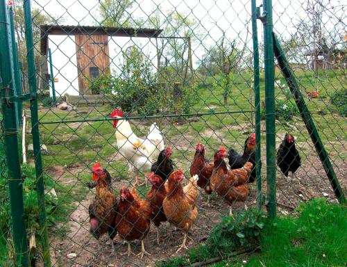 Animales en el departamento o alrededores
