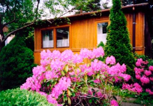 a garden with pink flowers in front of a house at Ferienhaus in Waren Müritz in Kolonie Ecktanne