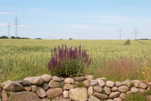 a stone wall in front of a field with a plant at Dat tiny Hus in Gerdau