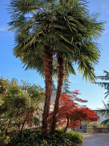 a palm tree in front of a building at Dimora Roè in Monticello d'Alba