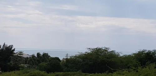 a group of trees in a field with a sky at Dragonfly in Treasure Beach