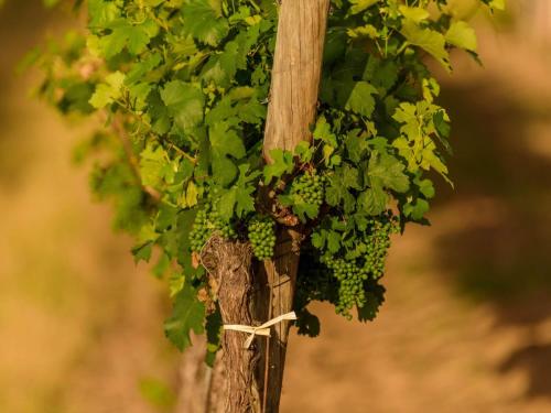 a bunch of green grapes hanging from a tree at Gästehaus Familie Trachsler in Rohrendorf bei Krems