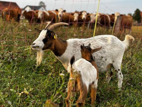 two goats standing in a field with a herd of cows at Ferienwohnung Peters (EG) in Hünfeld