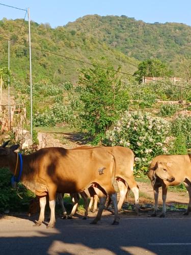 a group of cows walking down a road at Dannyjuljol homestay in Polo