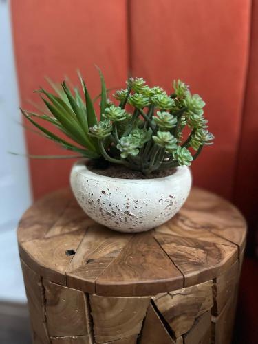 a plant in a white vase sitting on a stump at the Herbalist in Tihany
