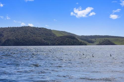 a lake with a bunch of birds in the water at Back of Beyond Cottage in Rotoiti