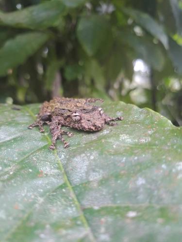a frog sitting on top of a green leaf at Guapote Lodge in Tigra