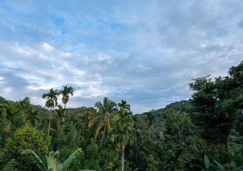 a group of palm trees in a forest at Diyaluma NAS Villa in Koslanda