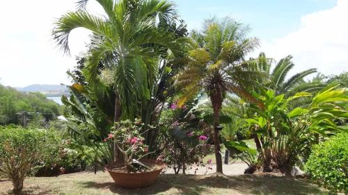 a group of palm trees and flowers in a garden at Maison avec vue sur la mer à La Trinité, piscine partagée in La Trinité
