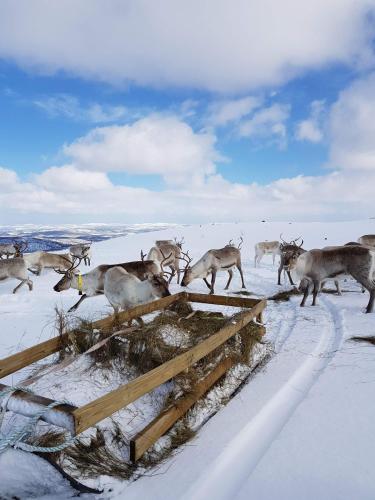 a herd of deer in a snowy field at Nyjords Cabin in Tårnet