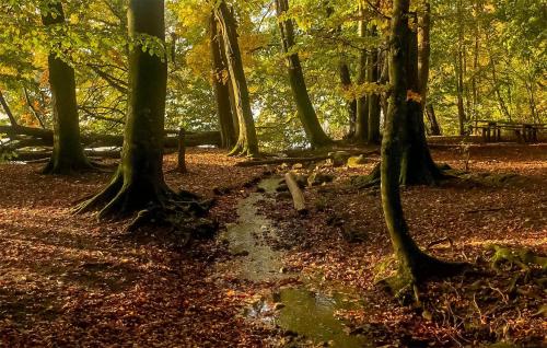 a path through a forest with trees and leaves at Gorgeous Home In Gärsnäs With Wifi in Gärsnäs
