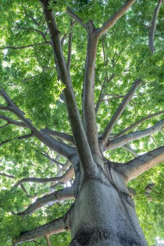 a large tree with many branches and green leaves at Mbweni Ruins & Gardens Previously Jungle Paradise in Zanzibar City
