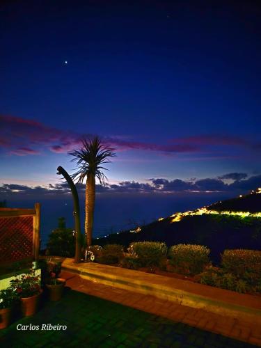 a palm tree sitting on top of a hill at night at SUNSET REFUGE in Fajã da Ovelha