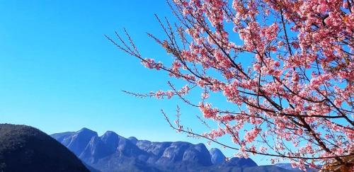 a tree with pink flowers and mountains in the background at Temporada no Paraíso em Teresópolis in Teresópolis