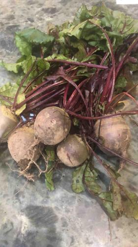 a pile of turnips sitting on the ground at The Cowshed Cottage on The Greenway in Dungarvan