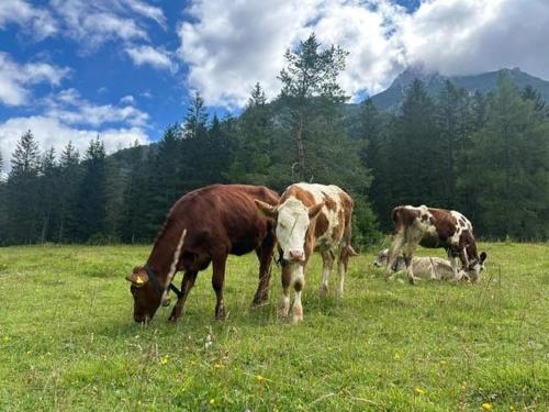 three cows grazing in a field of grass at Haus Tutsi in Sankt Ulrich am Pillersee
