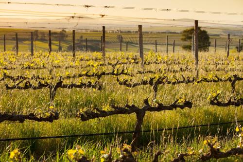 Fotografie z fotogalerie ubytování Domaine Coutelier v destinaci Stellenbosch