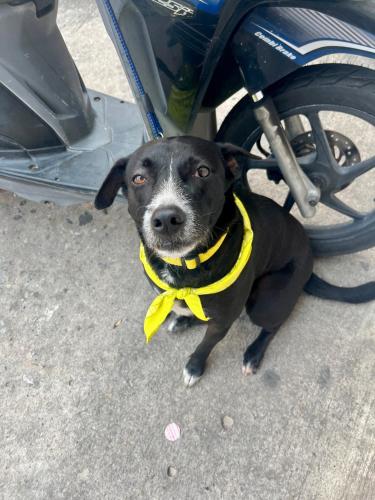 a black dog wearing a yellow bow tie next to a motorcycle at Tiki Tribe Bar & Hostel in Koh Tao