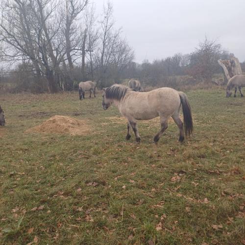 Animales en la casa vacacional o alrededores