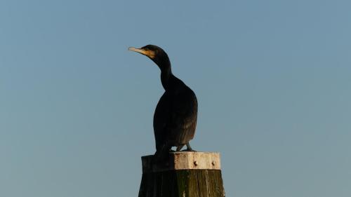 a bird sitting on top of a pole at B&B De SluisPod in Hoogeveen