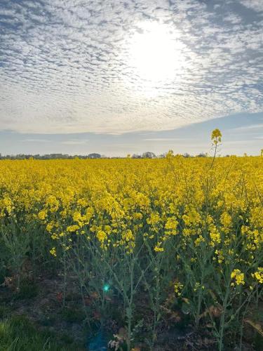a field of yellow flowers with the sun in the background at Charming ROOM in a Cozy Home in Stege in Stege