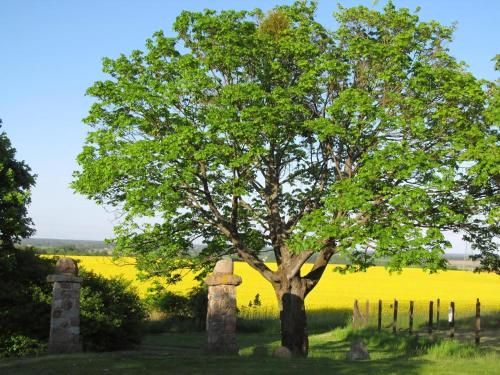a tree in front of a rapeseed field at Ferienhaus Uns Lütt Hüsung in Glambeck