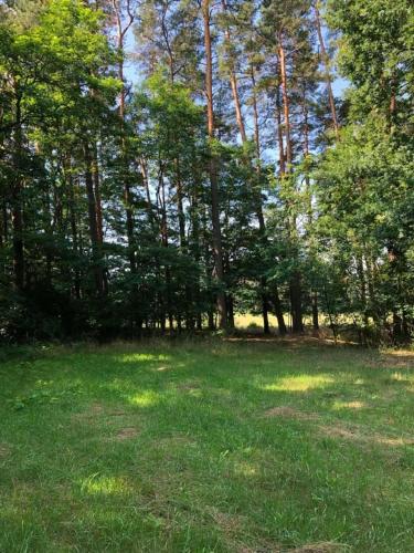a field of grass with trees in the background at Ferienhaus Uns Lütt Hüsung in Glambeck