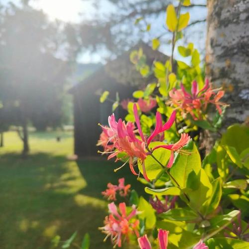 une brousse avec des fleurs roses devant un bâtiment dans l'établissement Chalets de la Colagne, à Chirac
