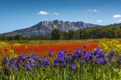 un champ de fleurs avec une montagne en arrière-plan dans l'établissement Grand T2 cozy, à Trets
