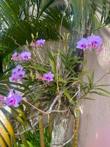 Κήπος έξω από το Pousada Sobrado da TACILA