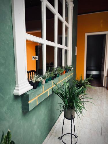 a window with a bunch of potted plants on it at Hostal Mamaquilla in Pasto