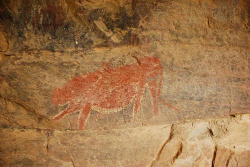 Animales en el lodge o alrededores