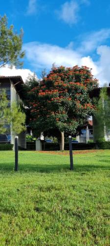 a tree with red flowers in the middle of a field at Flat em Gravatá - Fazenda Monte Castelo - quarto superior com Wi-Fi e netflix in Gravatá
