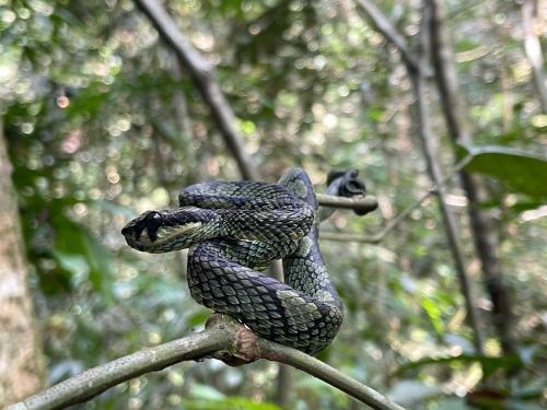 Altri animali domestici presso l'affittacamere o nei dintorni