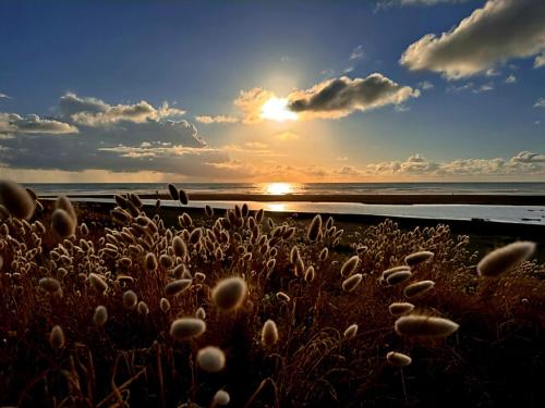 a field of plants with the sunset in the background at Beachfront Sunset Bach in Piha