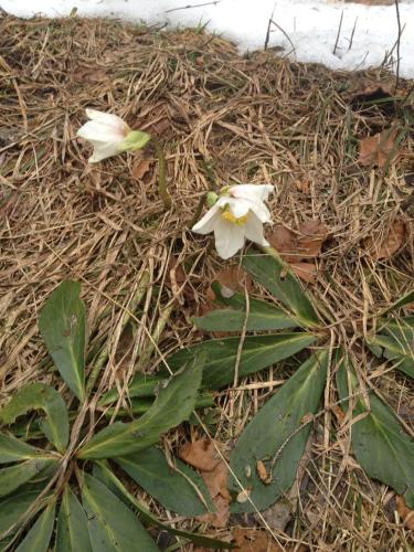 two white flowers on the ground next to a plant at Ferienwohnung Freudenmacher in Sankt Jakob in Haus