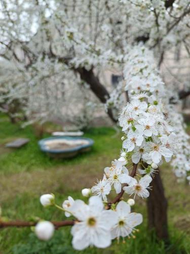 a bunch of white flowers on a tree at Narniandum Est in Narni