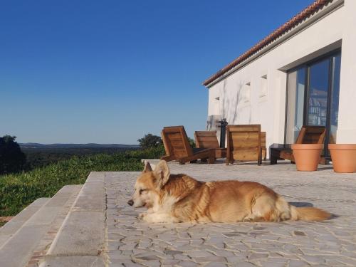 a brown dog laying on the ground next to a building at Monte do Roque in Évora Monte
