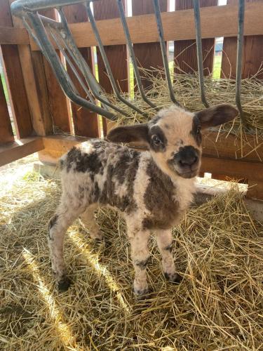 a baby goat standing on hay in a barn at Farma Basarovi in Prosečné
