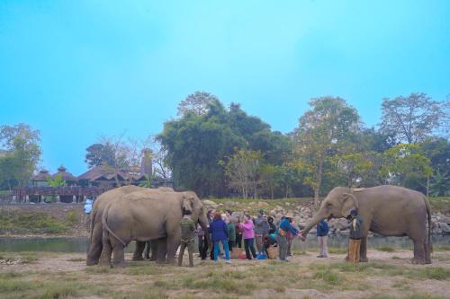 a group of people standing next to two elephants at Sapana Village Lodge in Sauraha
