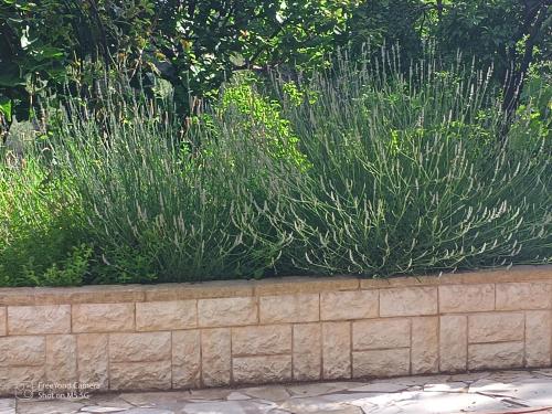 a row of tall grass in a stone wall at Chalet at Villa Don Quijote Nice in Nice