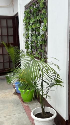 a plant in a white pot next to a building at Kanak Bihari Yatri Niwas, 100 Meter Ram Ki Paidi, Saryu River in Ayodhya