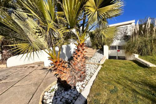 un palmier dans une cour à côté d'une maison dans l'établissement Studio Les Jardins du Port Port Camargue avec piscine à 2 pas de la plage, au Grau-du-Roi