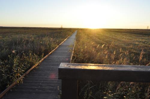 a wooden boardwalk in a field with the sunset at Biebrza noclegi Dom pod dobrą ręką in Chojnowo