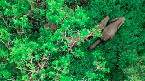 a group of birds laying in the grass at Chebera Elephant Paw Lodge in Bokdē