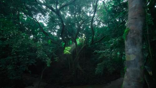 a forest filled with lots of trees and a road at Chebera Elephant Paw Lodge in Bokdē