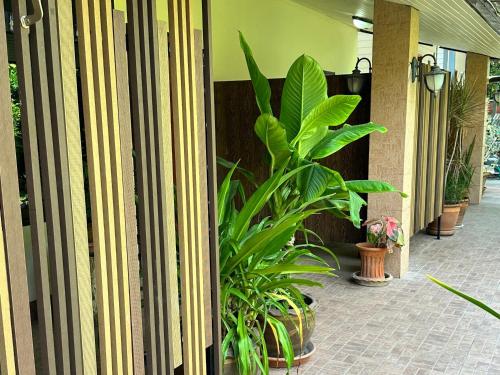 a group of plants sitting next to a building at สวนไมตรีจิต รีสอร์ท in Ban Khlong Si