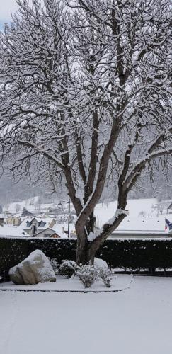 a tree covered in snow next to a rock at Hôtel Terminus in Luz-Saint-Sauveur