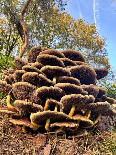 a group of mushrooms on top of a tree at Thuisje van Hout, tiny house in Drentse natuur in Zuidwolde